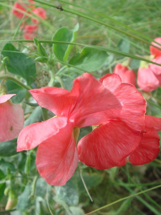 Lathyrus odoratus 'Villa Roma' fleur